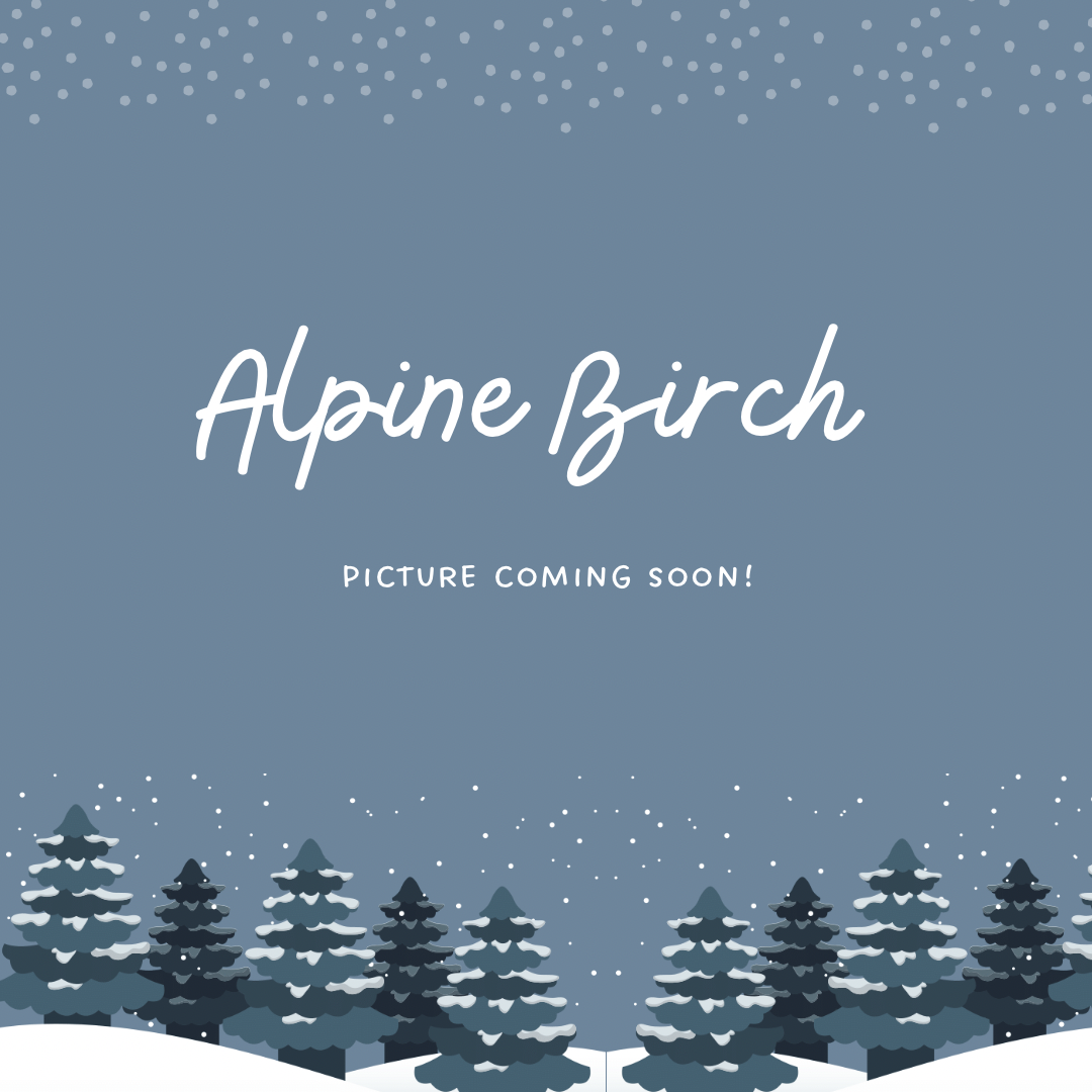 Alpine Birch Soy Wax Candle